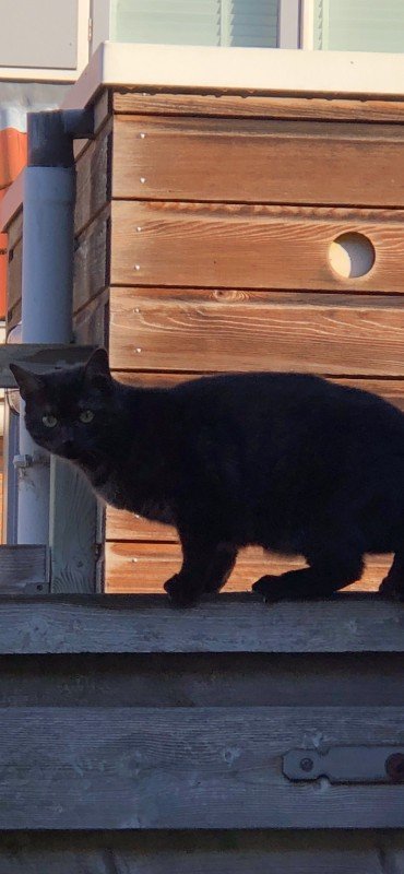Mimi
