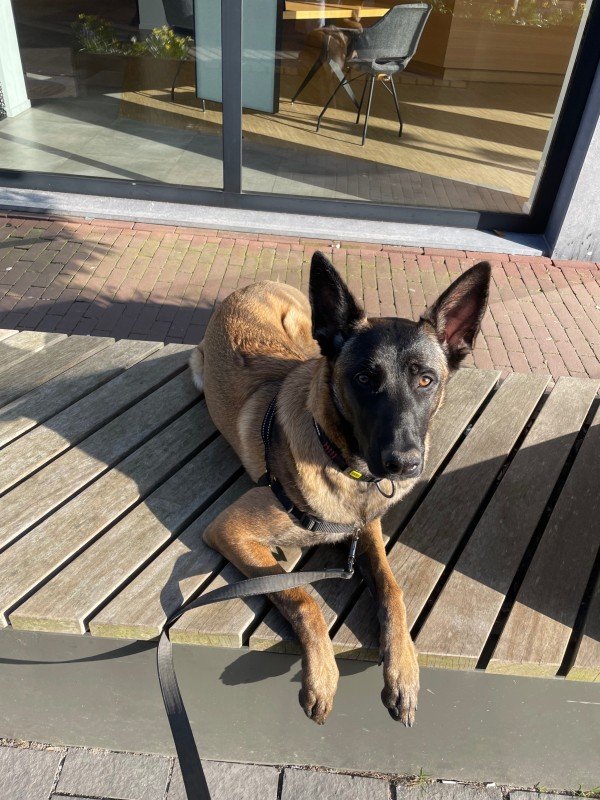 Nova