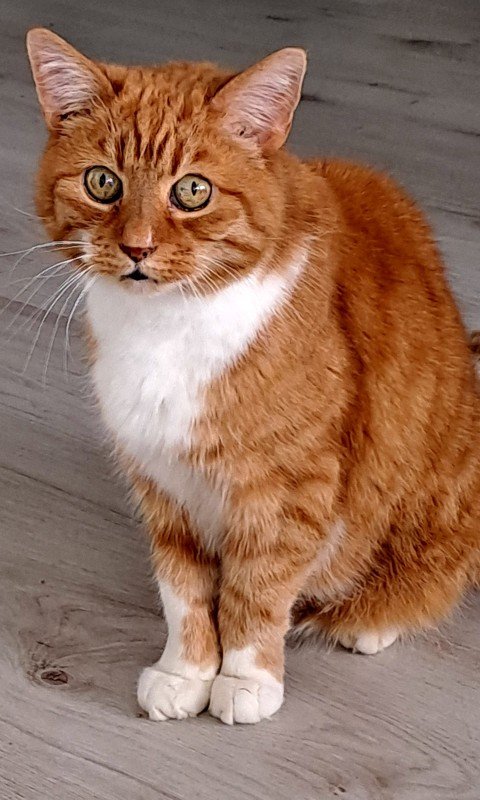 Binky