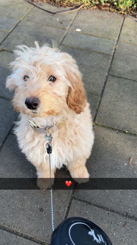 Bailey