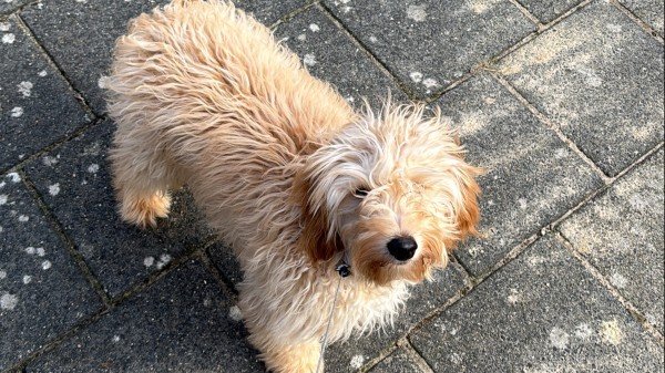 Bailey