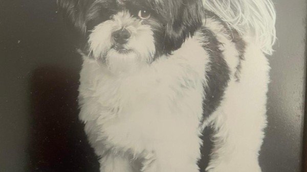 Balou