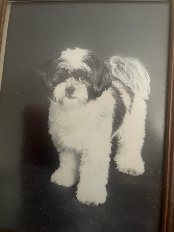 Balou