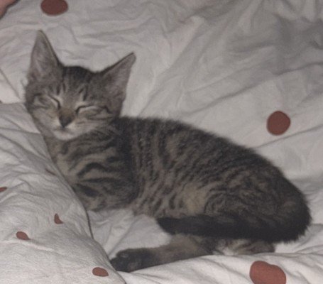 Zazoo