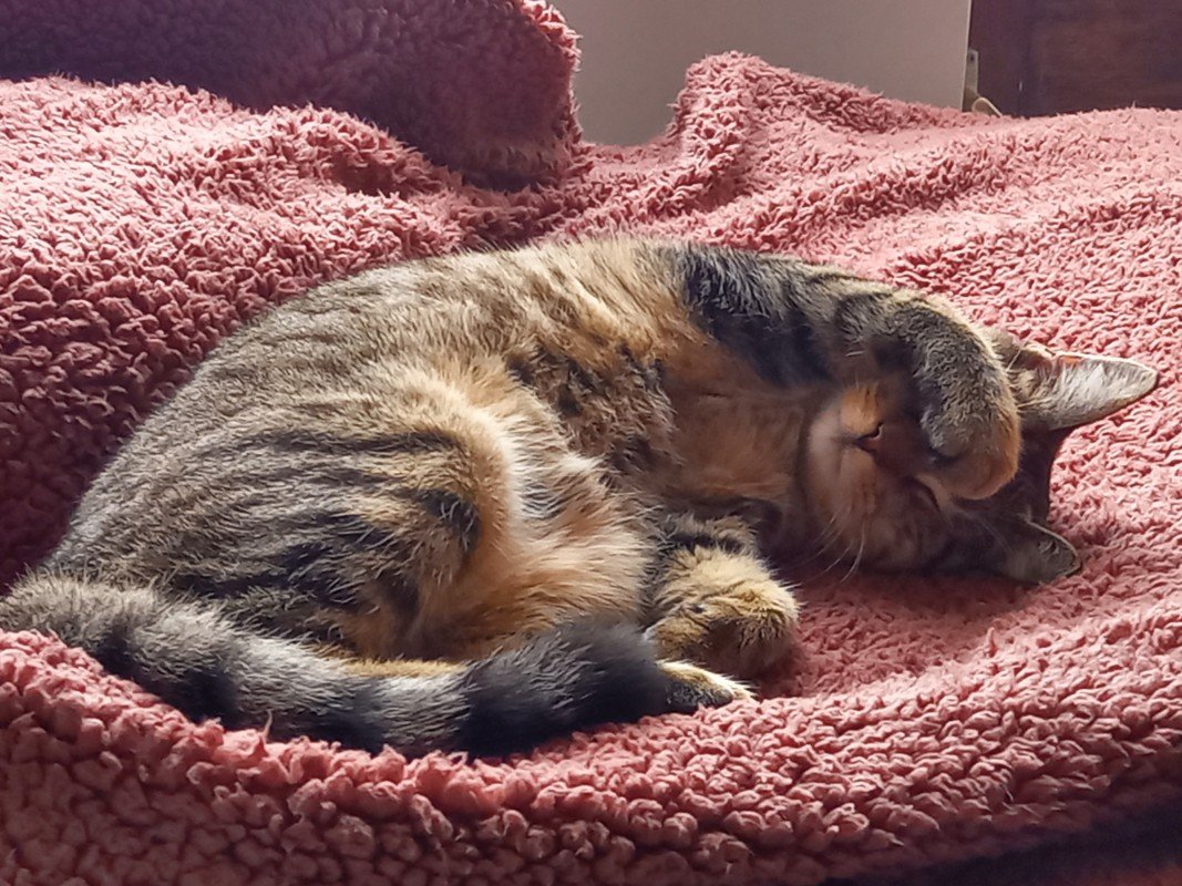 Ollie