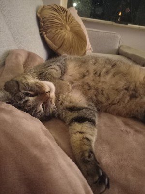 Ollie