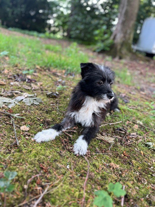 Sammy