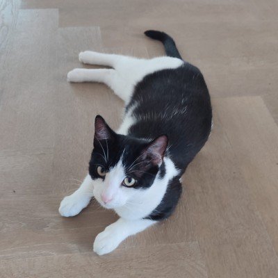 Willi