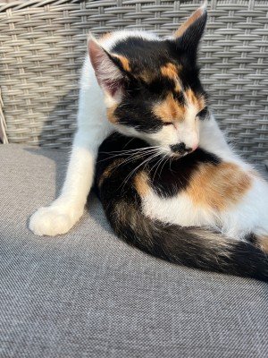 Gabby