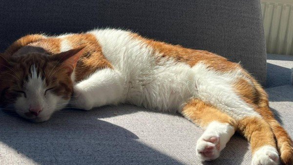 Simba