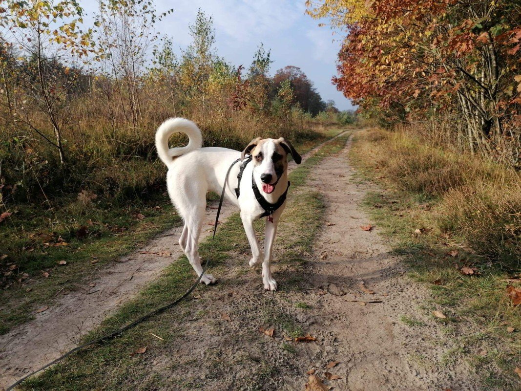 Kaya