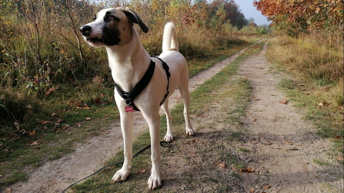 Kaya