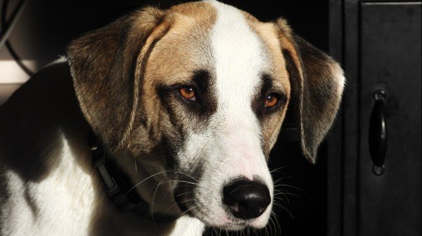 Kaya
