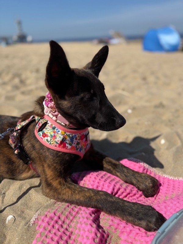 Roxy