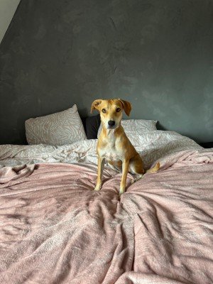 Didi