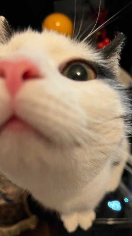 Phoebe