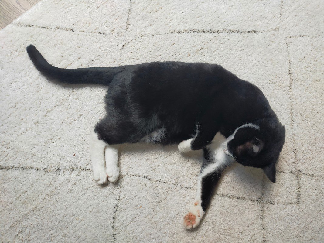 Boris