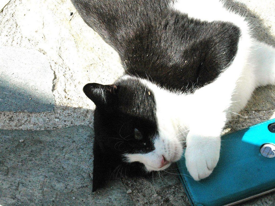 Buddy