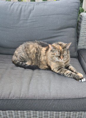 Kitty