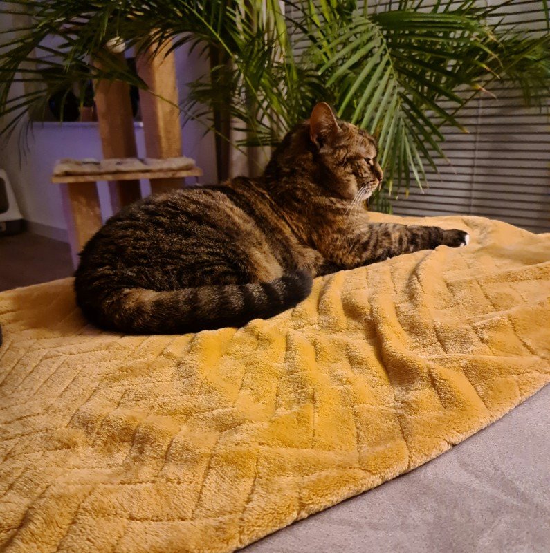 Kitty