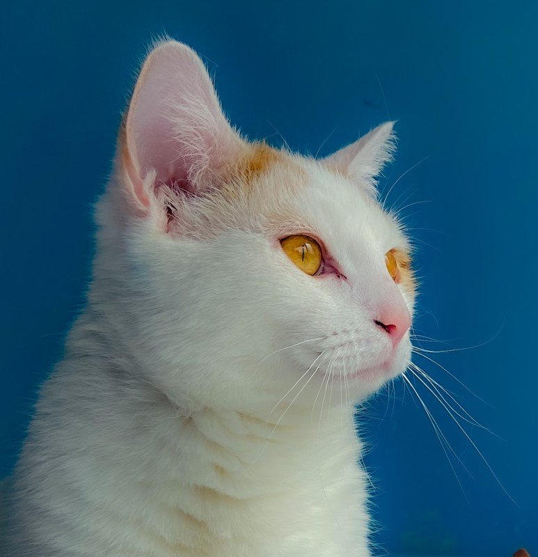 Gustav