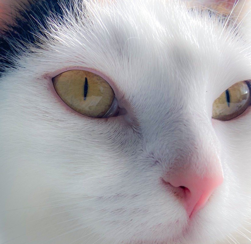 Lottje