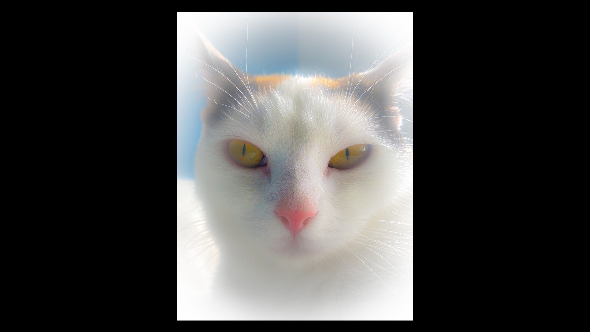 Lottje