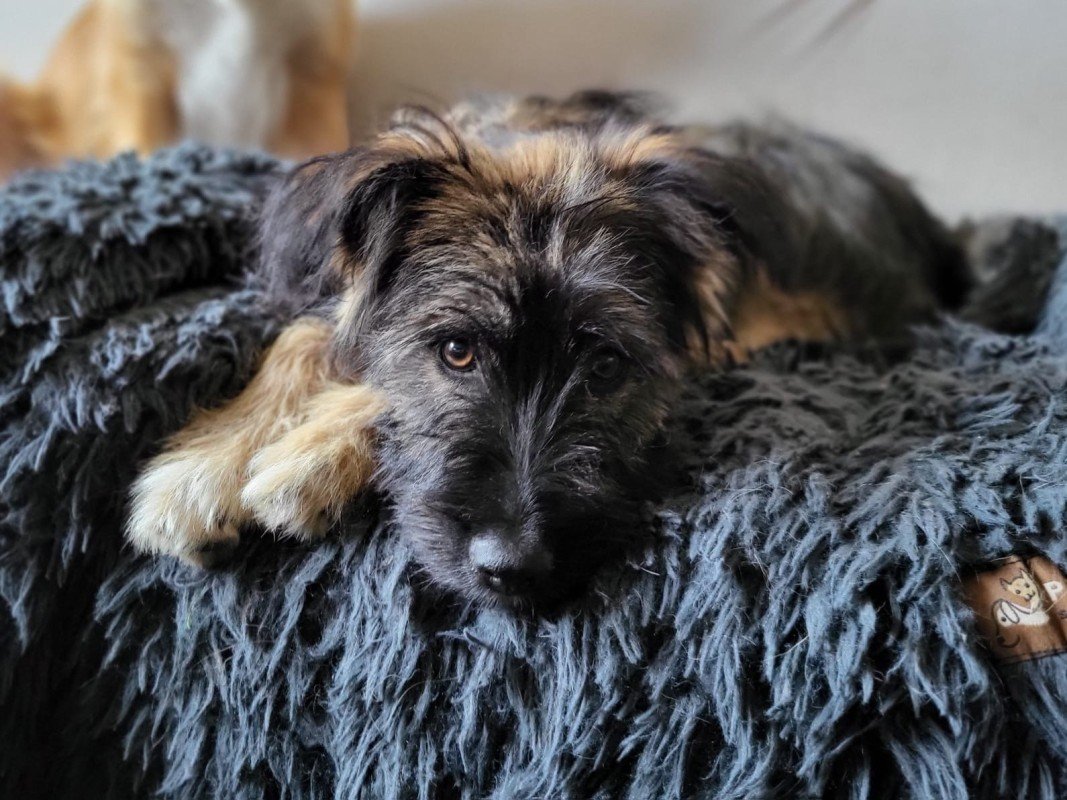 Bailey