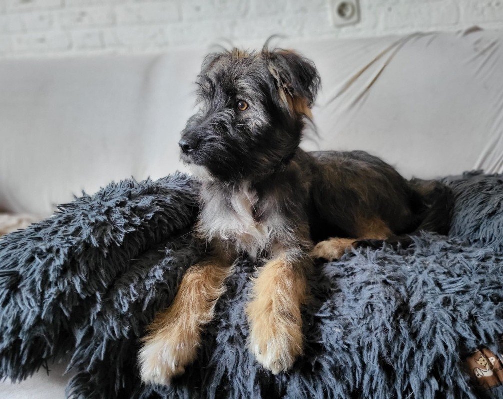 Bailey