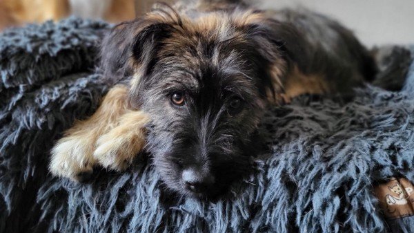 Bailey