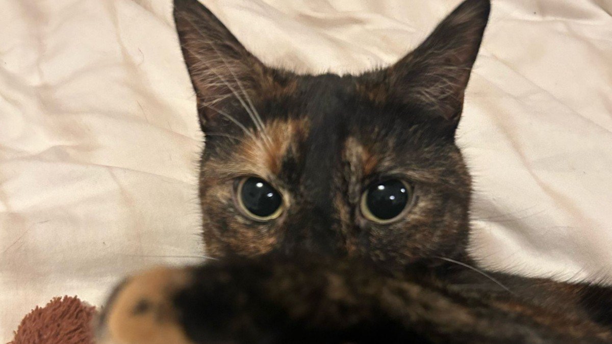 Cookie