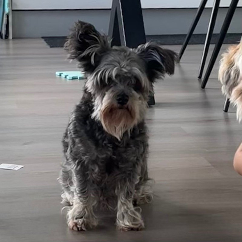 Lila