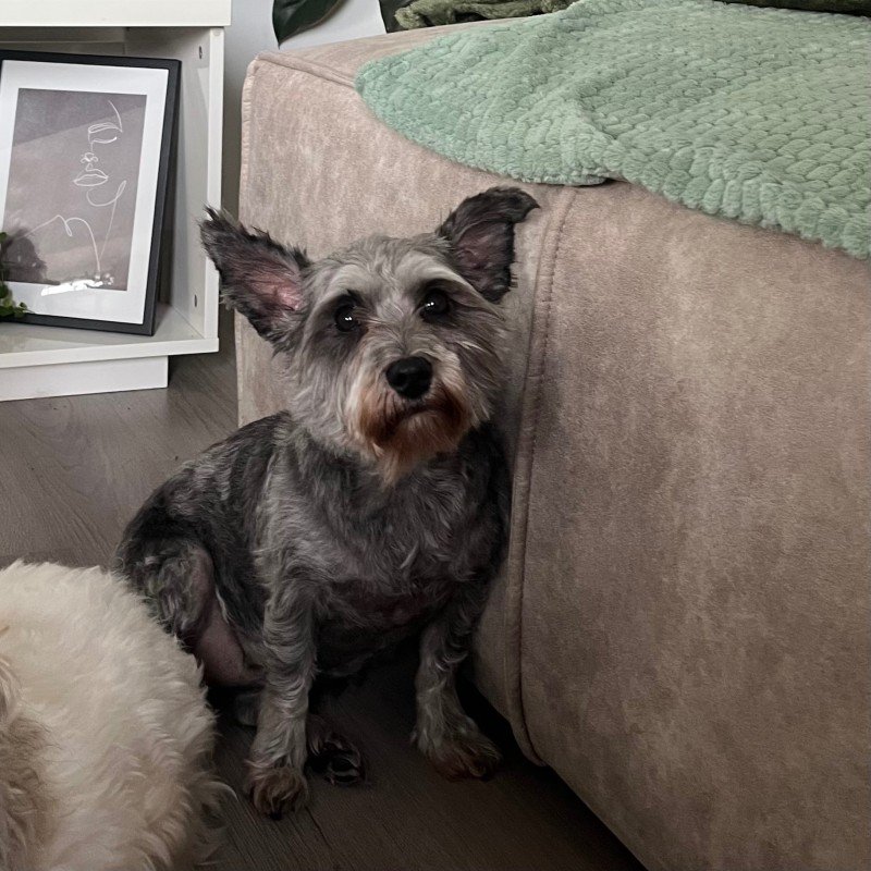Lila
