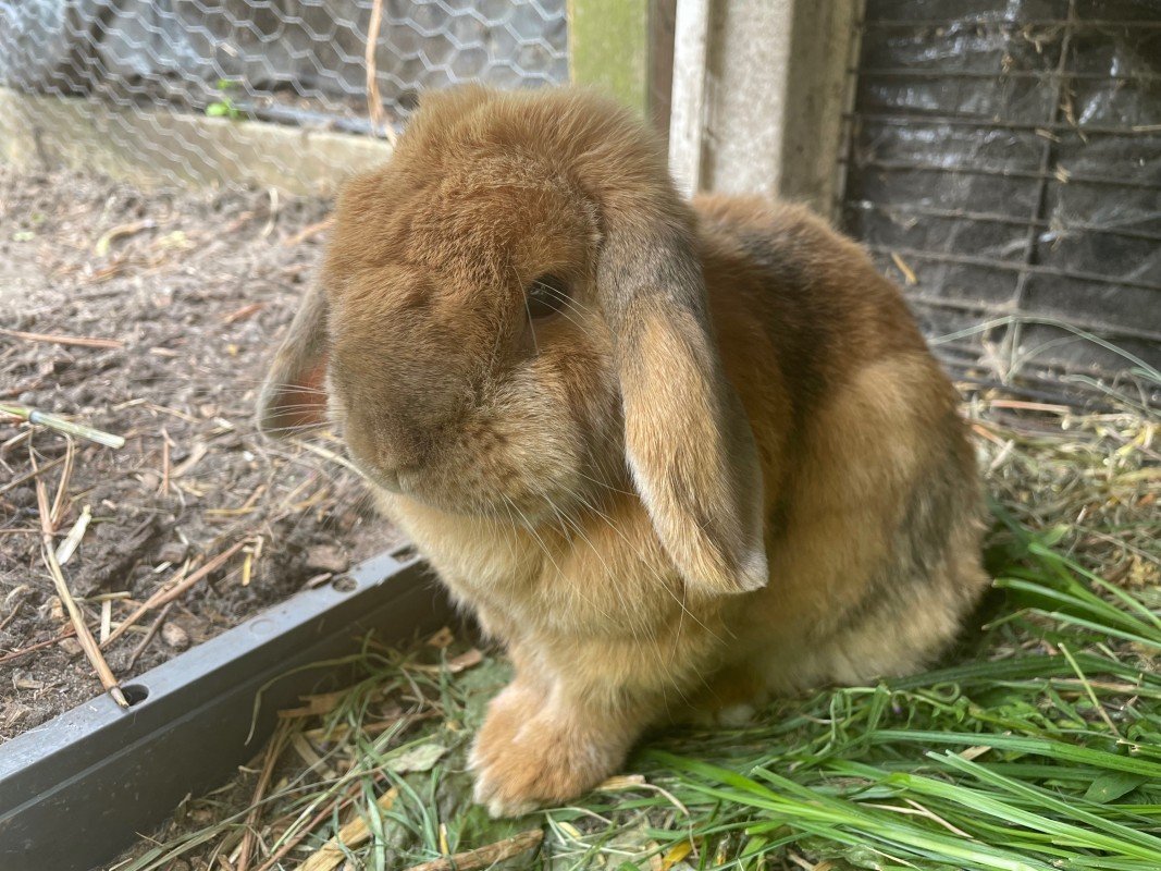 Blinkie