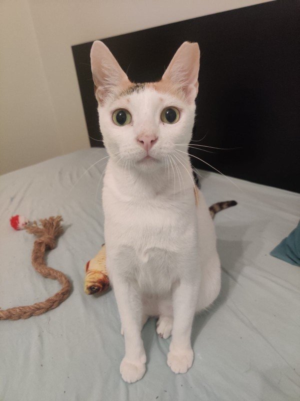 Mia
