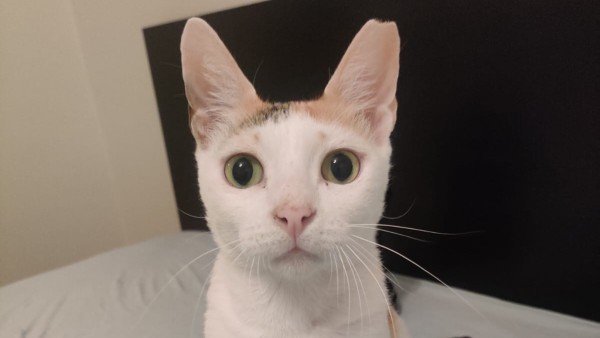 Mia