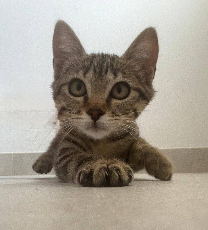 Hazel