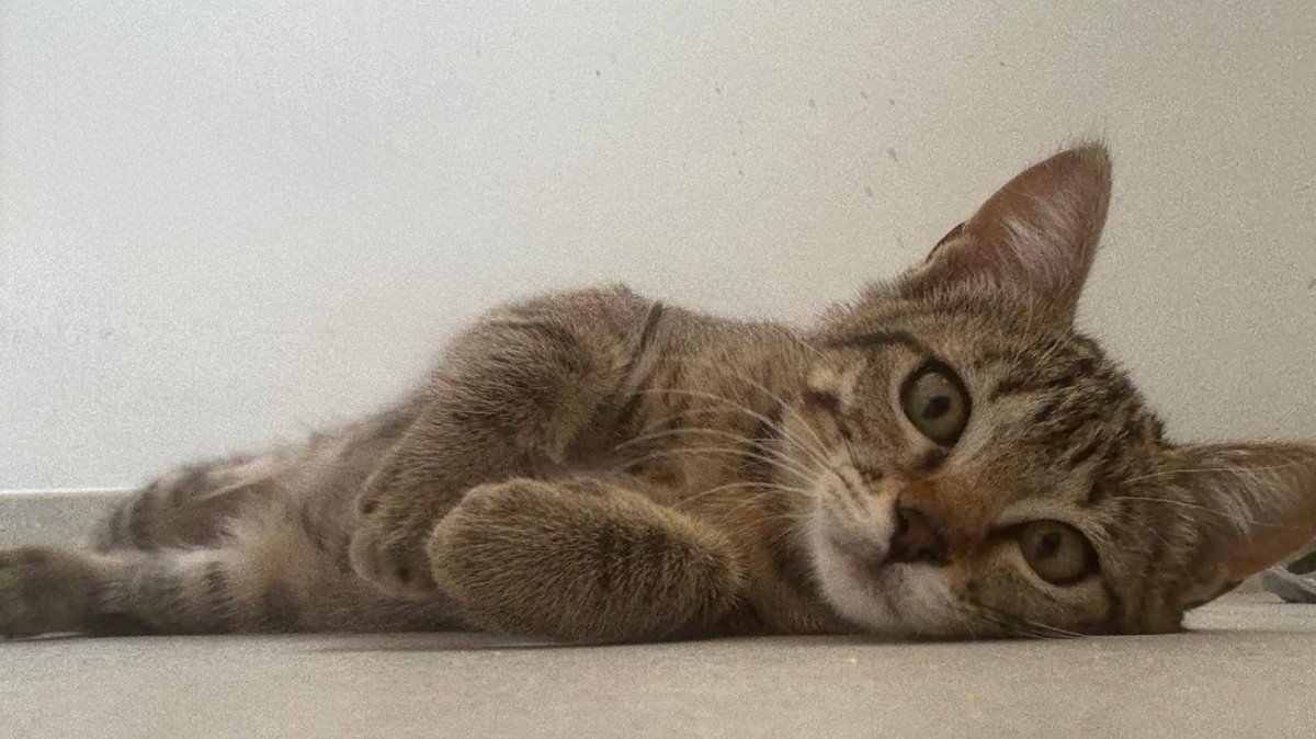 Hazel