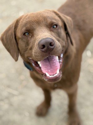 Marley