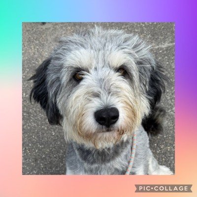 Marley