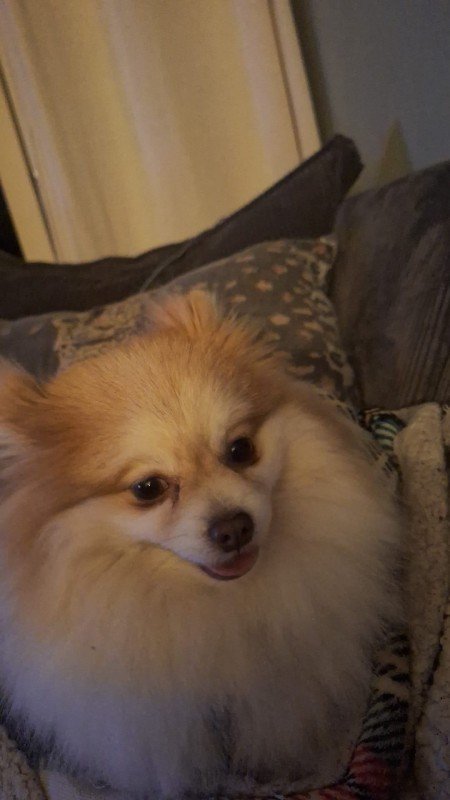 Zoey