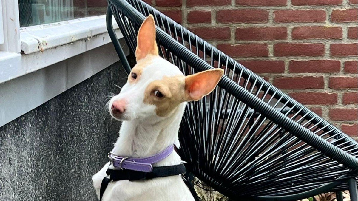 Lily