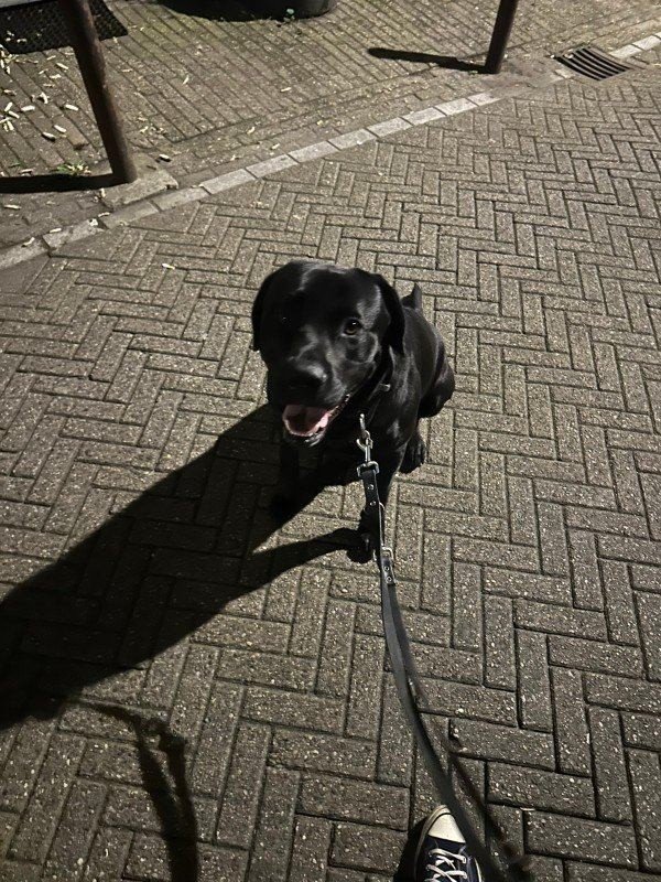 Otto