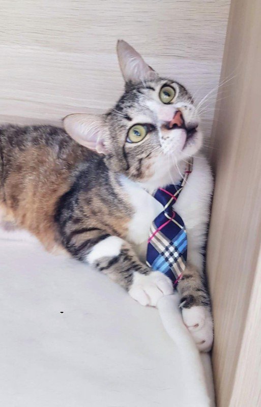Mr Napkin