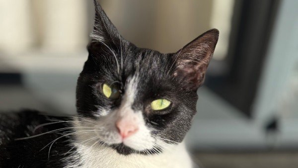 Nala
