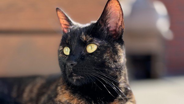 Nova