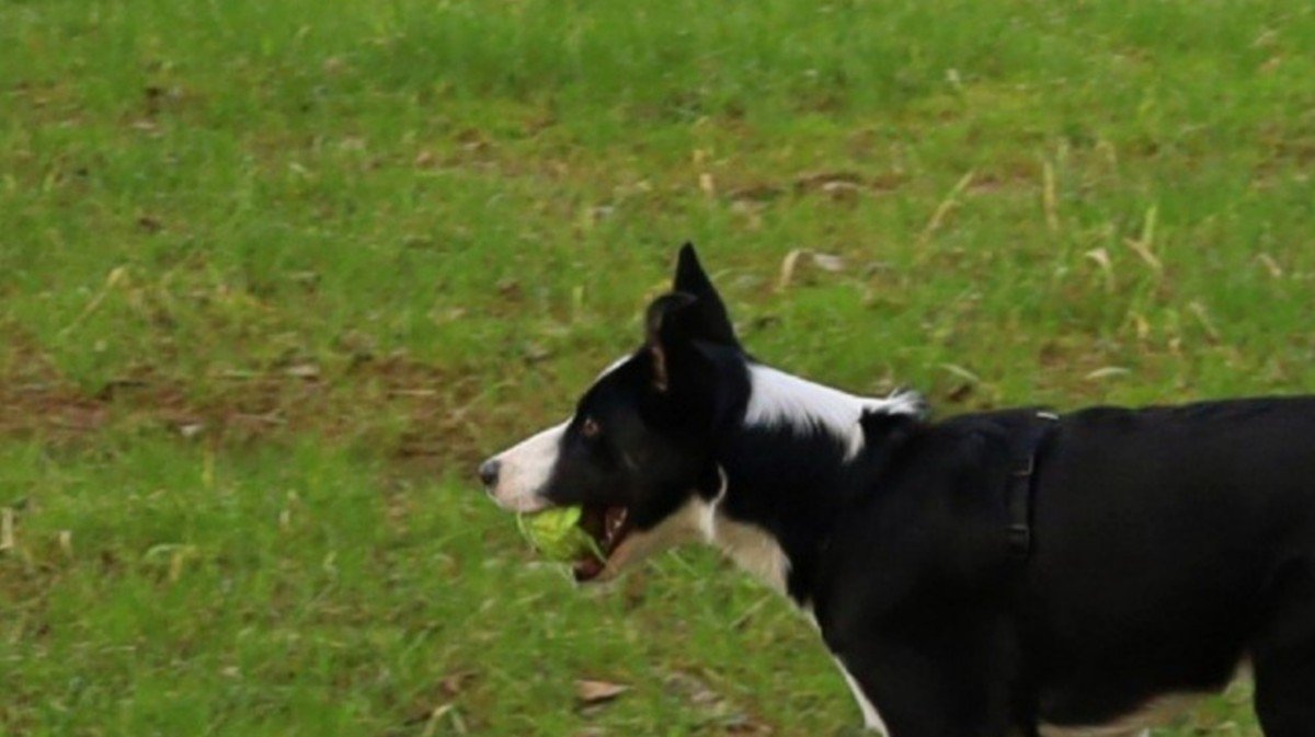 *SPOED* Polly
