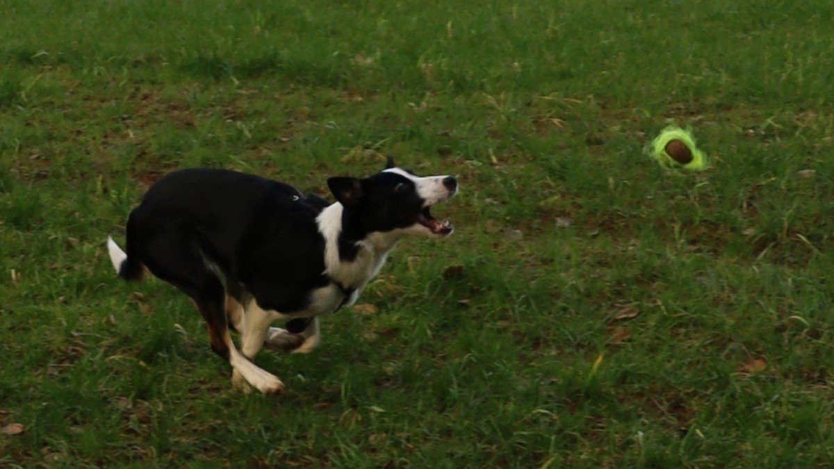 *SPOED* Polly