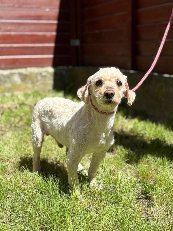 Dougal