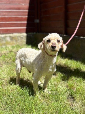 Dougal